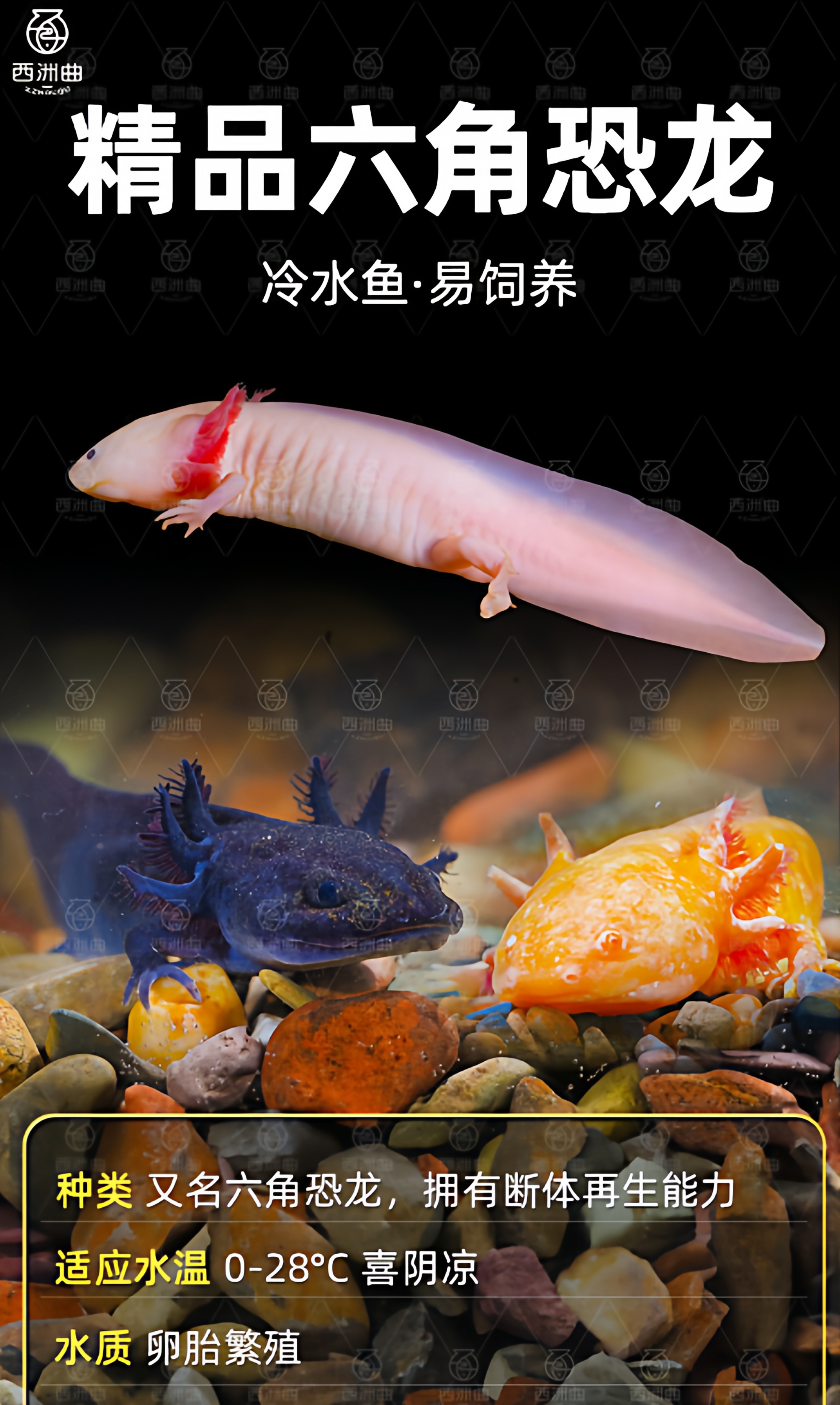 六角恐龙鱼冷水淡水鱼好养耐活六角龙鱼易存