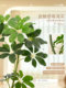 Artificial Green Plant with Duckbill Tree Design, Luxurious Indoor Living Room Decoration, Large Floor-Standing Faux Plant, Potted Fake Flower Tree