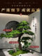 Simulated Welcoming Pine Tree, Large Artificial Pine Tree, Biomimetic Green Plant for Landscaping, High-End Luxury Indoor and Outdoor Landscape Plant Decoration