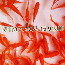 New grass goldfish live fish goldfish tortoise eats dragonfish koi fish cold fish goldfish