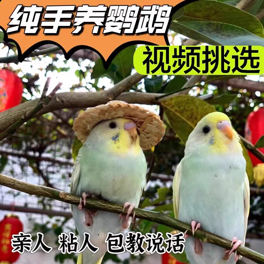 虎皮鹦鹉：会说话的大头鹦鹉，宠物新手的首选？鸟成长-鸟-淘宝好物网