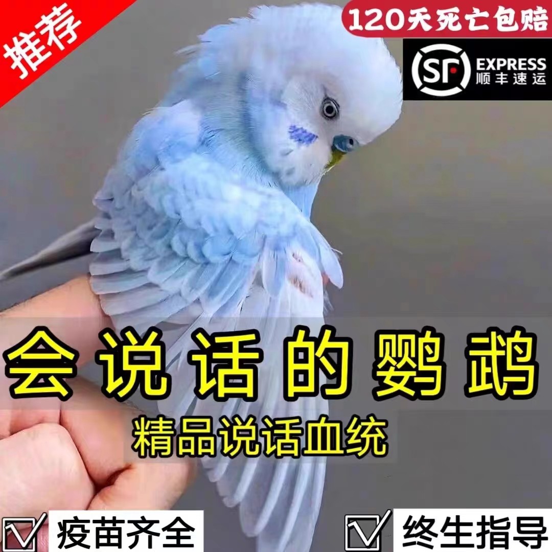 虎皮鹦鹉：会说话的大头鹦鹉，宠物新手的首选？鸟成长-鸟-淘宝好物网