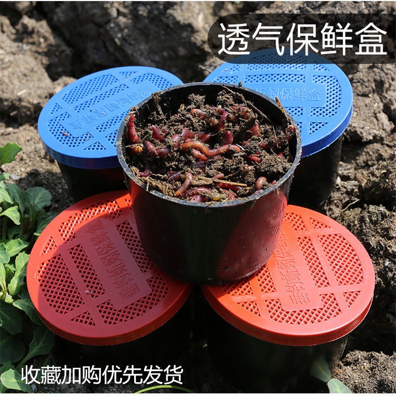 Fishing bait red earthworm live earthworm large fishing live bait fishing fishing earthworm live bait extra large fresh