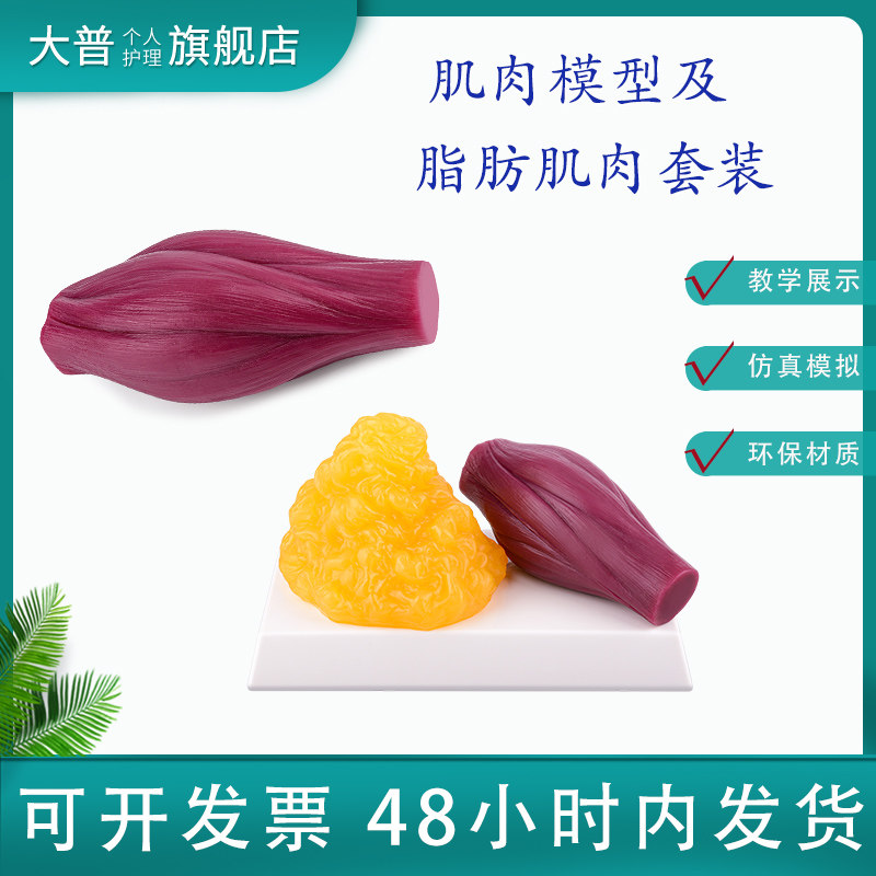 人体肌肉结构模型 医疗教学用硅胶肌肉教具 运动肌肉展示模型