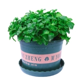 Парфюмея Минта Семена четыре сезона легко проживать семена семян семян.