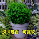 Парфюмея Минта Семена четыре сезона легко проживать семена семян семян.