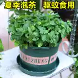 Парфюмея Минта Семена четыре сезона легко проживать семена семян семян.