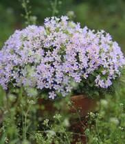 (Garry) Anhui plums report spring flowers with large and explosive flowers for many years raw herbal potted seedlings