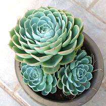   Multi-meat plant combined jade butterfly jade disc multi-meat combined meatmeat plant composition