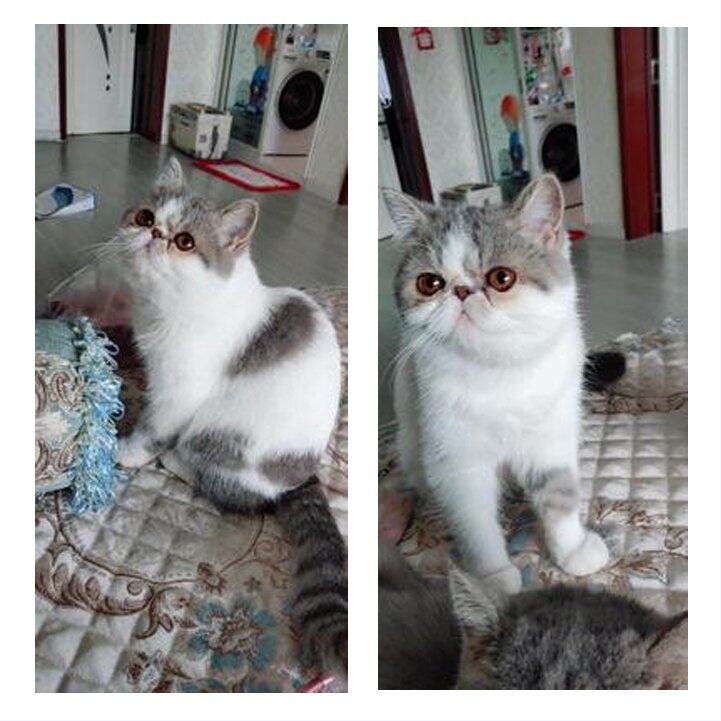 资深喵医馆