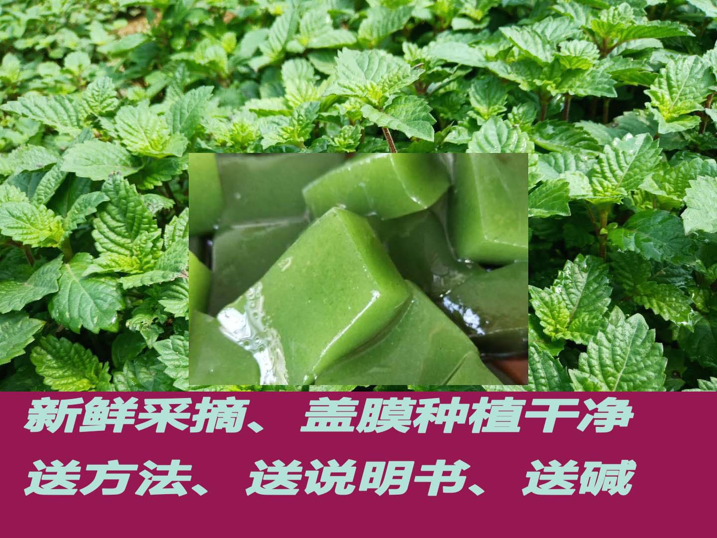 Jelly grass fresh green burning fairy ingredients full milk tea shop special people are now picking the original dessert to make authentic tofu base