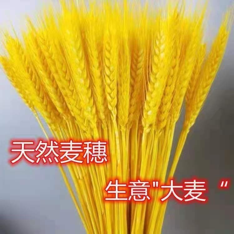 Golden Wheat Ears Opening Home Decoration Lucky Dried Flower Bouquet Ornament Opening Barley Flower Basket Pastoral Photography Props