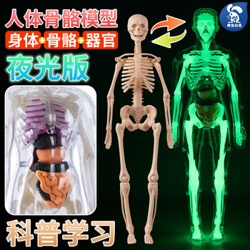 Human Body Structure Model with Detachable Organs, Assembled Skeleton, Biological Anatomy, Medical 3D Body Internal Organs Children's Toy