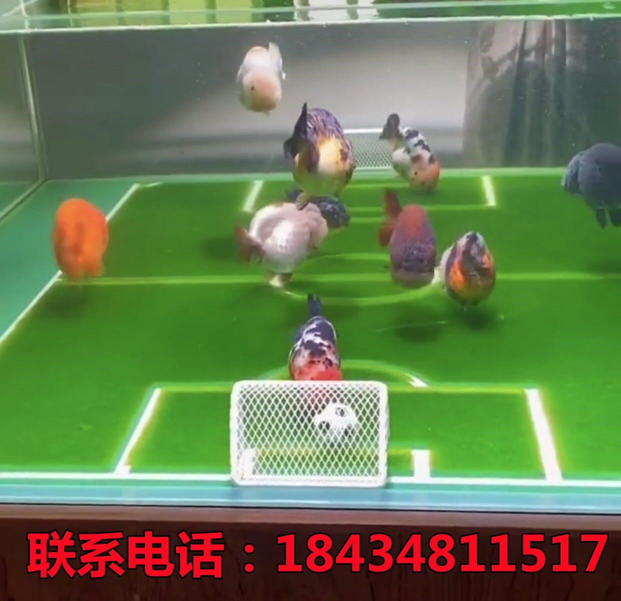 Football Field Water Fish Fish Box Toy Frame Fish Bowl Fish Bowl Fish Bowl Fish Bowl Equipment Small Football Gate