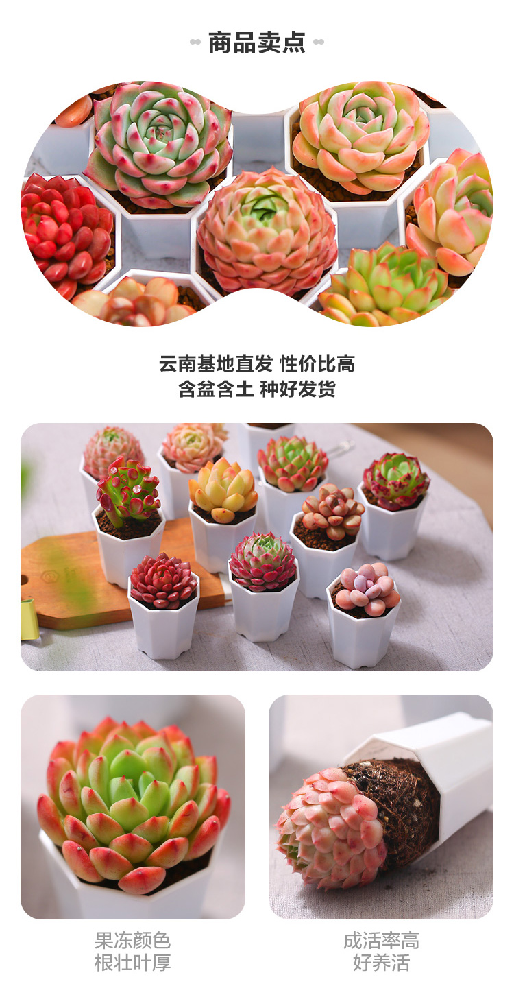 阿里自营品牌，云南直发：随机7盆 盒马 多肉植物盆栽 13.9元包邮 值值值-买手聚集的地方