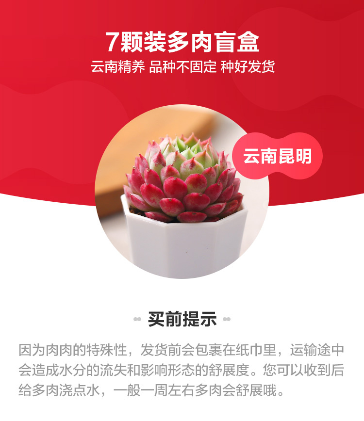 阿里自营品牌，云南直发：随机7盆 盒马 多肉植物盆栽 13.9元包邮 值值值-买手聚集的地方