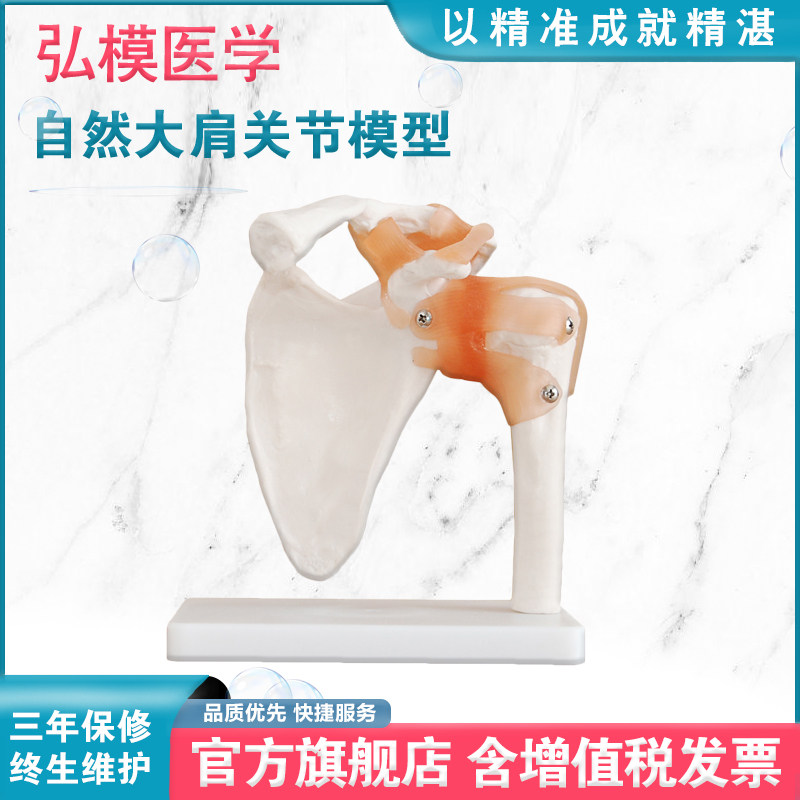 弘模HOM/XC109自然大肩关节模型可外展、内收、前倾、后倾和向内/向外旋转、韧可弯曲用于护理教学培训模型