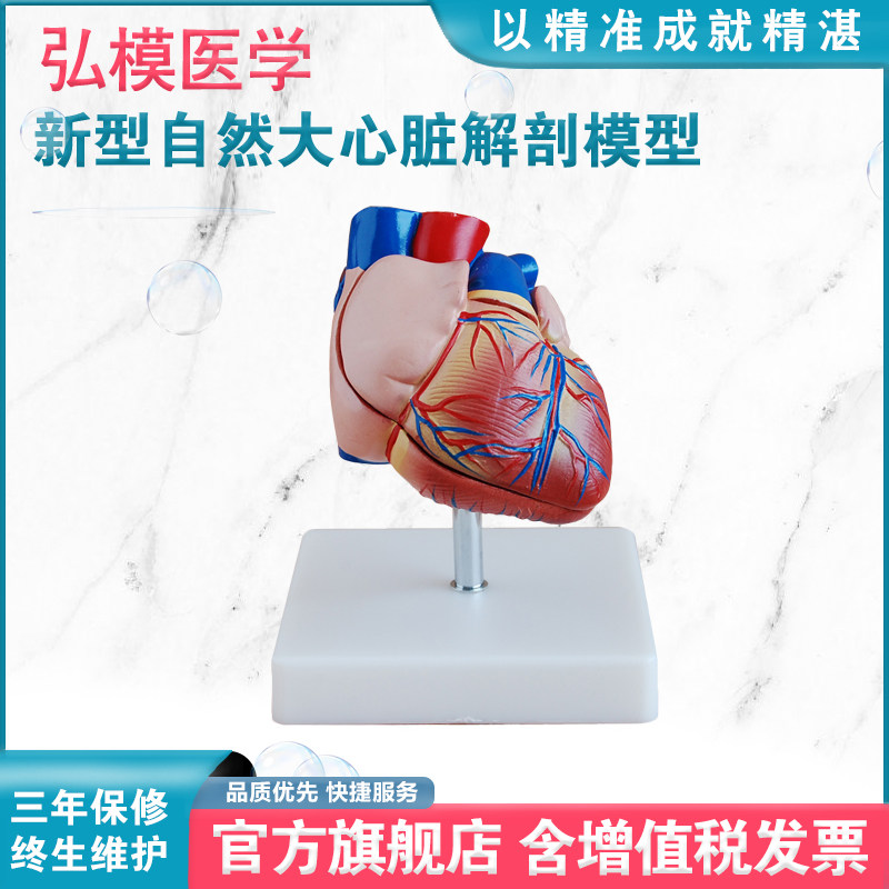 弘模HOM/307B新型自然大心脏内外解剖结构模型病人护理学生课程教学假人模具