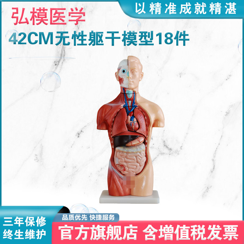 弘模HOM/XC207无性躯干模型18件42CM 可拆分 附内脏 人体解剖结构教学半身模型