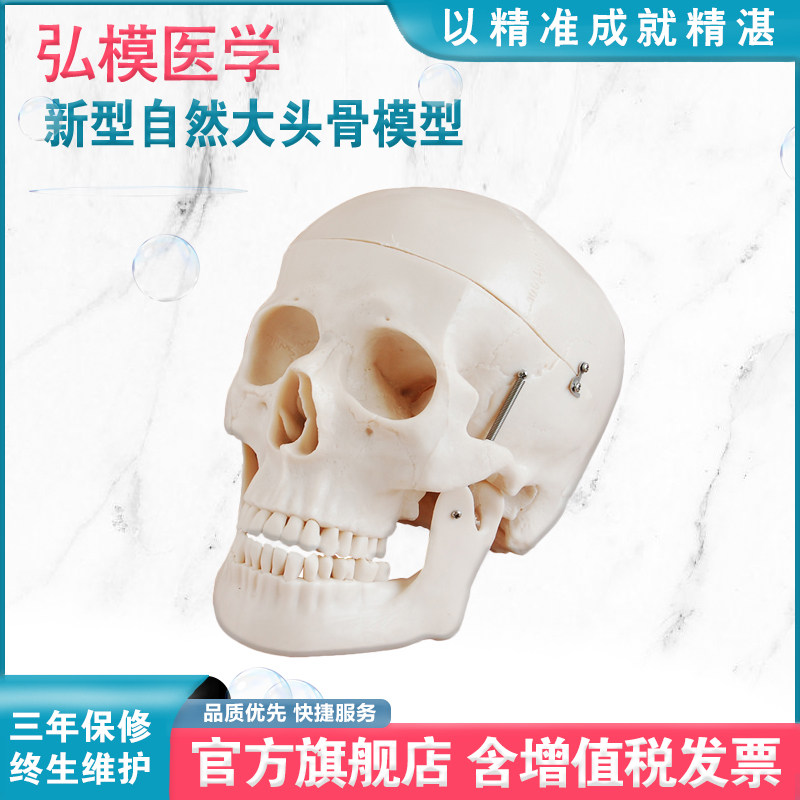 弘模HOM/XC104D新型自然大头骨模型活动下巴头盖骨切开骨缝线仿真白骷髅教学摆件实习模具