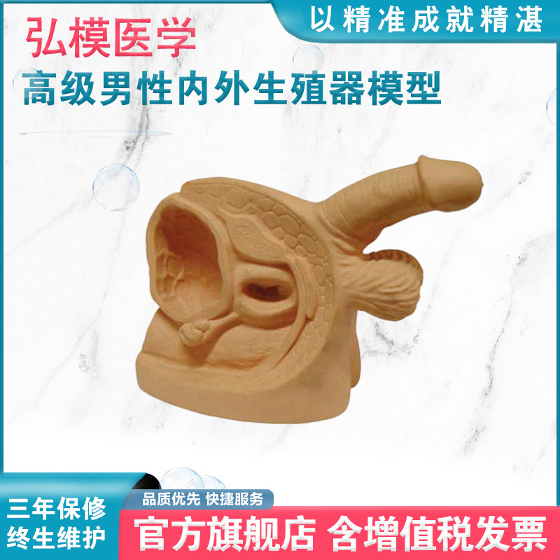 弘模男性内外生殖器及导尿模块导尿模型练习导尿导尿器导尿模型机