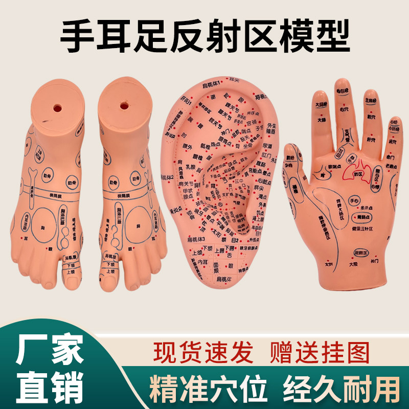 手足耳针灸艾灸穴位足模脚部按摩反射区手穴位模特经络通足疗模型