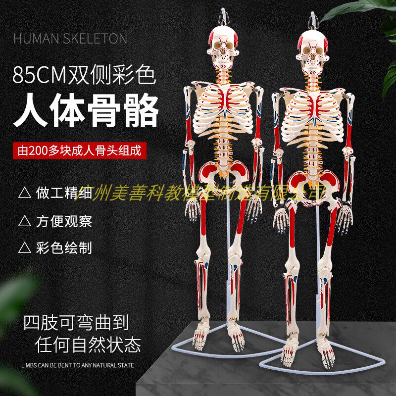 85CM人体骨骼模型附双侧肌肉着色 神经 骨架骨骼解剖模型脊柱模型