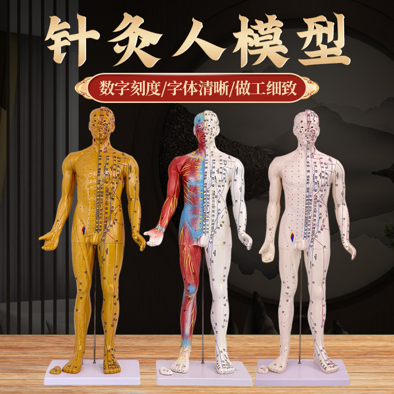 80CM人体针灸人模型半肌肉骨骼内脏解剖中医经络穴位高清刻字工艺