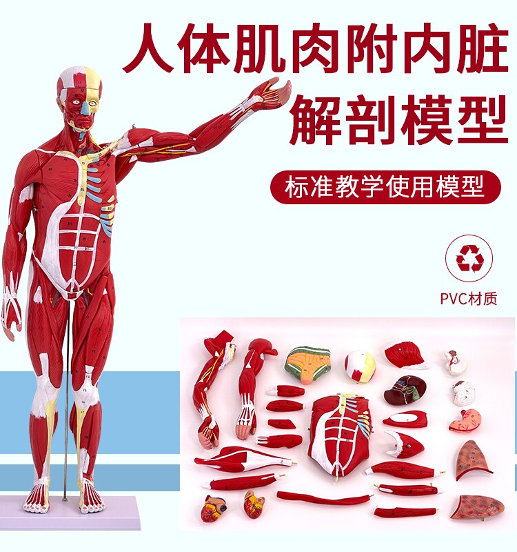 人体全身肌肉附内脏器官解剖模型医学人体肌肉模型80CM肌肉人模型