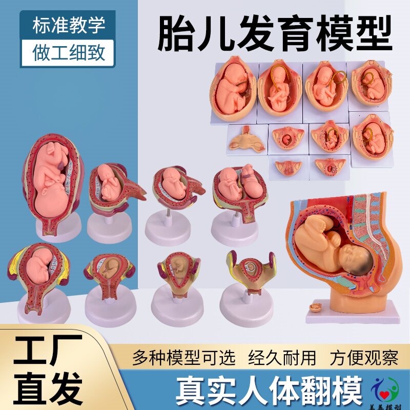 胚胎模型 女性盆腔附足月胎儿模型 妊娠发育九个月胎儿子宫模具