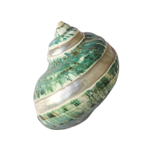Striped green snail natural conch shell hermit crab rolled shellfish replacement special shell fish tank aquarium landscaping