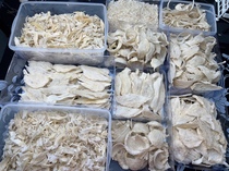 Island wild product quality birds nest (cups) meat horns) birds nest strips) shredded strips) dried feet. High nutritional value. Special offer.
