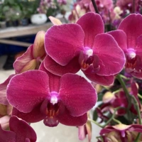 15. Lafite --- Корабль с цветочным мечом (цветущий 30 дней)