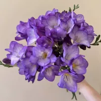 1. Purple Xiangxuelan 5 шаров+2 мешки с органическими удобрениями