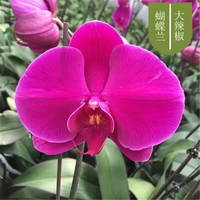 13. Большой чили