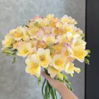 8. Яичный желток xuexue 5 шаров+2 пакета органического удобрения