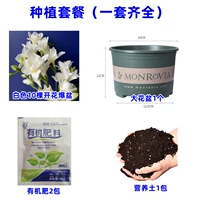 14. Белый Xiangxuellan 10 голов+жирный кастрюль с галофой+почва+2 упаковки удобрения