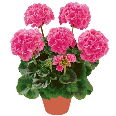 Стоматологический лепесток Greenopus Ported Flower Seartings, большие цветы, текущие четыре сезона, постоянно теряющая слава саженцев, балкон, балкон, хорошие цветы