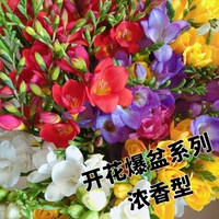 Смешанный -колор Xiangxuelan 10 шаров + две пачки органических удобрений [подходит для цветочного калибрного калибного калибра).