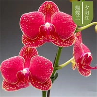 19. Сансет красный