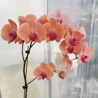 30. Tianxiang --- Стрельба с цветочным мечом (цветение 30 дней)