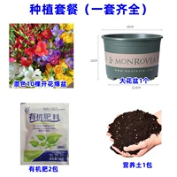 Смешанный -color Xuexuelan 10 голов + бассейн Fatcurren + почва + две пачки жира