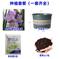 3. Полосатый ладан XUELAN 10 голов+Жирный галофонный бассейн+почва+2 упаковки удобрений