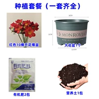 11. Красный Xiangxuelan 10 голов+жирный кастрюль с галофу+почва+2 упаковки удобрения