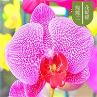 15. Цветочная бабочка