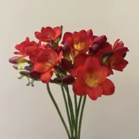 11. Красный Xiangxuelan 5 шаров+2 мешки с органическими удобрениями