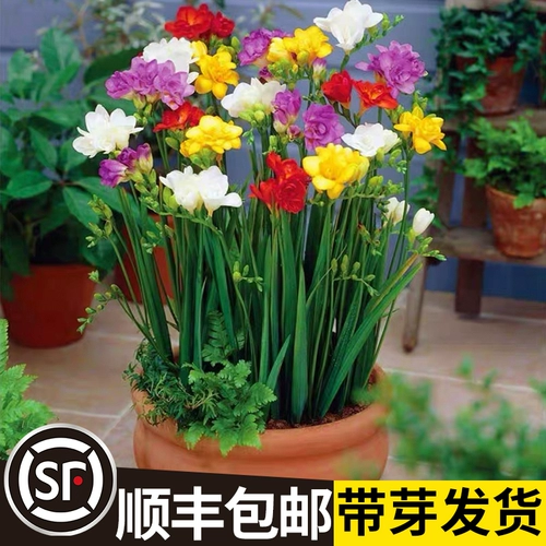 Импортированные Сянксуэльские размноженные горшечные растения с попящих с маленькими маленькими цветущими цветущими растениями.