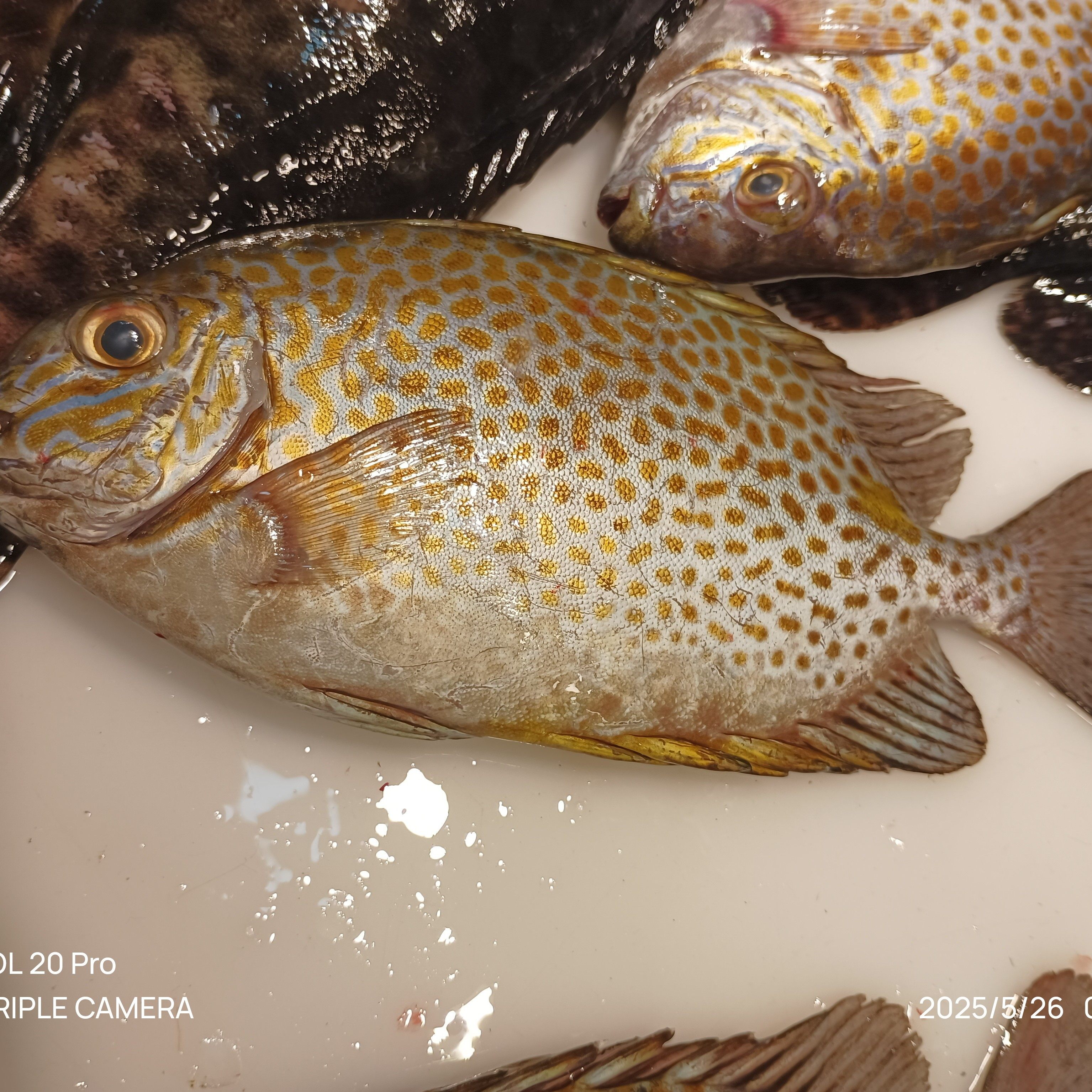 花泥猛鱼现捕现捞!野生老虎斑,让你的餐桌瞬间升级!🐟🌟-斑鱼-淘宝百科网