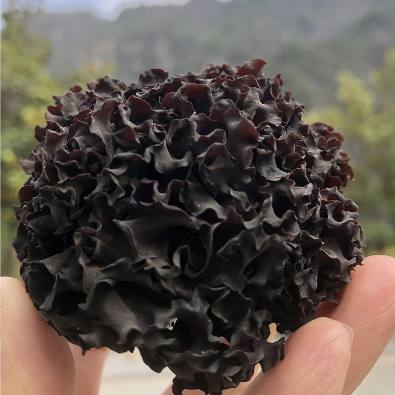 Shennongjia wild sulfur-free blood ear natural blood fungus white fungus medicine ear 100G super rare treasure dry goods blood ear