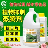 Растение антистингового агента сохранение цветов цветов ингибирует испарительные саженцы, саженцы, устойчивость к засухе, потерю воды, анти -японская скульптура